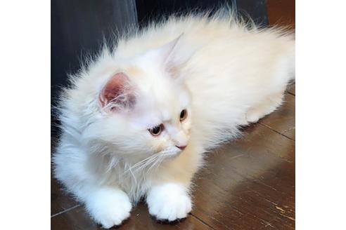 成約済の埼玉県のサイベリアン-20337の3枚目